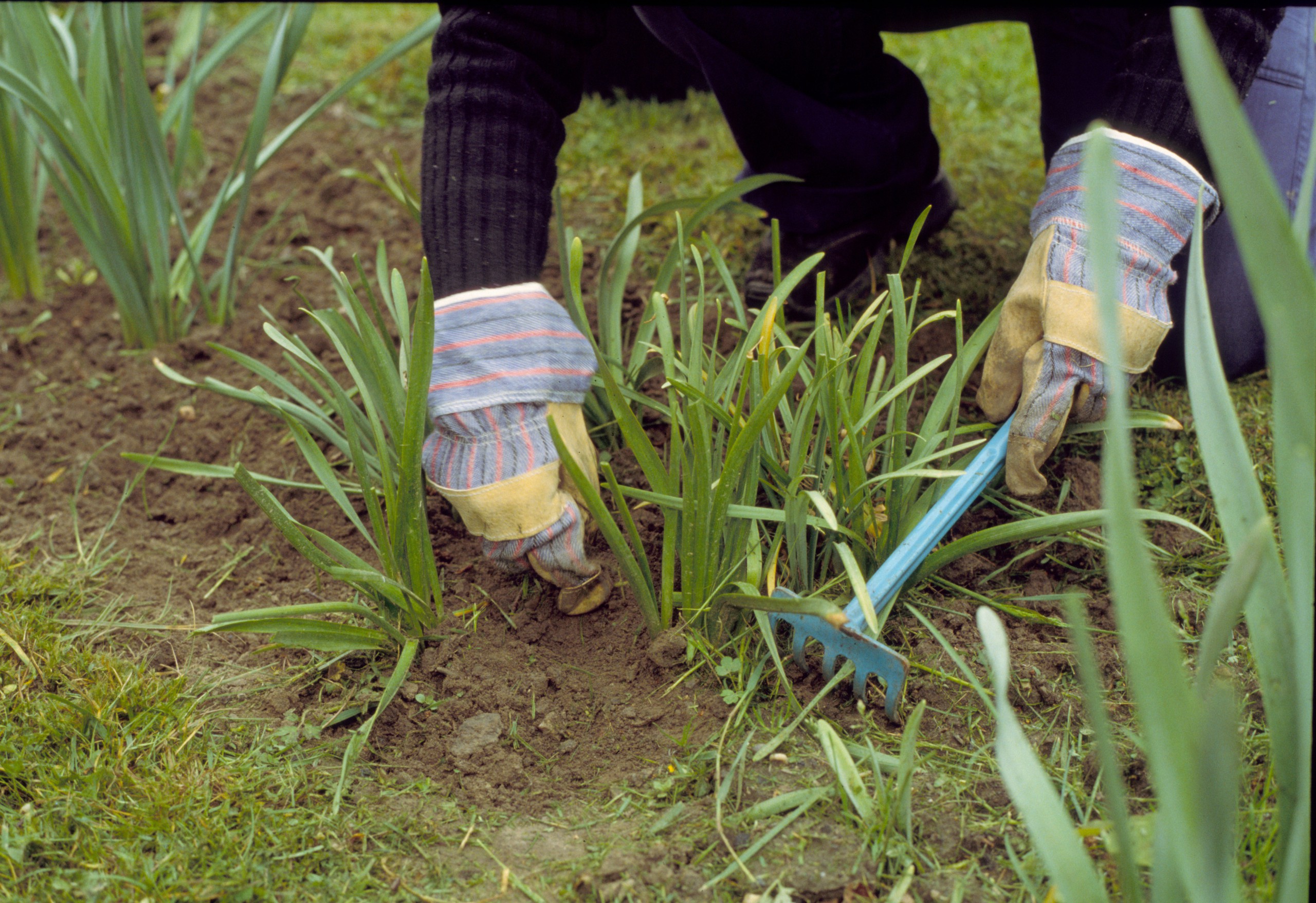 Person bei der Gartenarbeit mit Harke